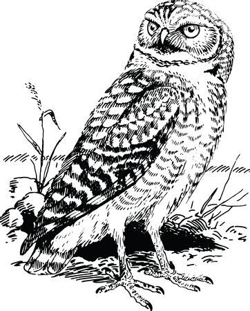 Free Clipart Of A Black and White Owl