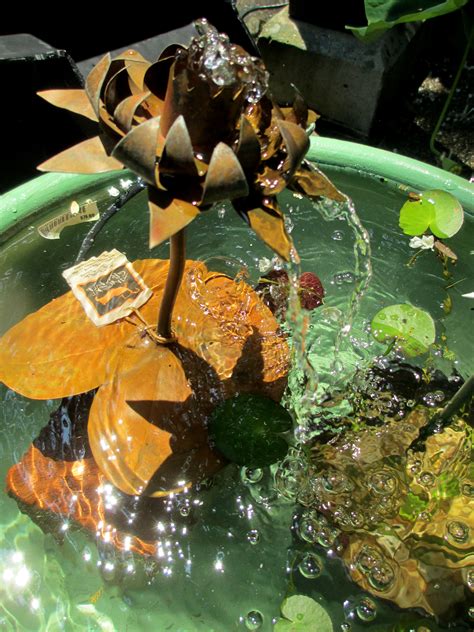 DIY ~ Create Your Own Water Garden In A Container! | Our Fairfield Home ...