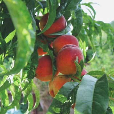 Tex Prince Peach Tree - Bob Wells Nursery - U.S. Shipping