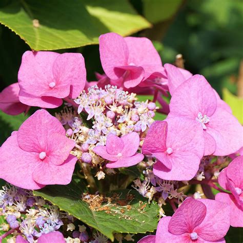 Types of Hydrangeas | Plant Addicts