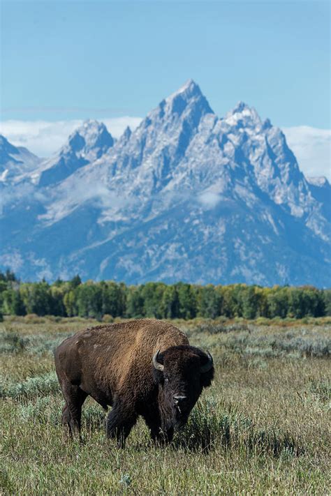 Bison In Grand Teton National Park by Mark Newman