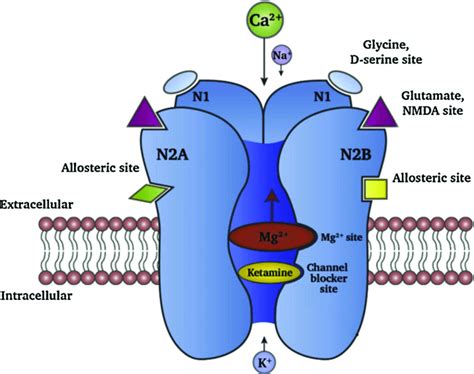 The NMDA receptor comprises of two N1 sub-units and two N2A/N2B, or one... | Download Scientific ...