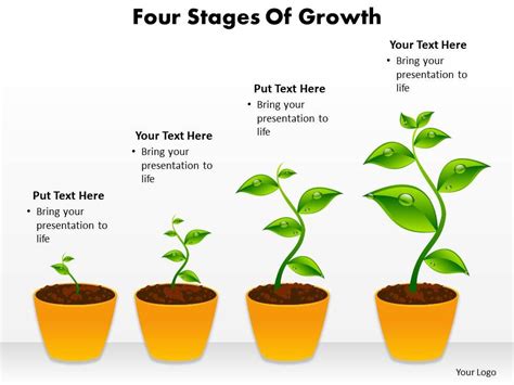 four stages of growth shown by plants growing in pots powerpoint ...