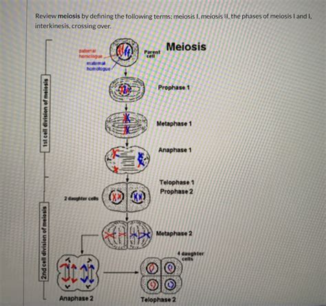 Solved Review meiosis by defining the following terms: | Chegg.com