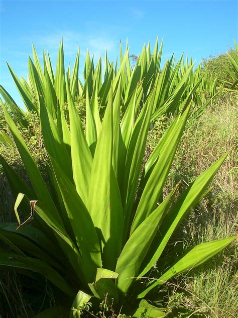 Furcraea foetida - UF/IFAS Assessment - University of Florida ...