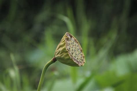 Seeds Pod Plant Water Lily Aquatic - Free photo on Pixabay