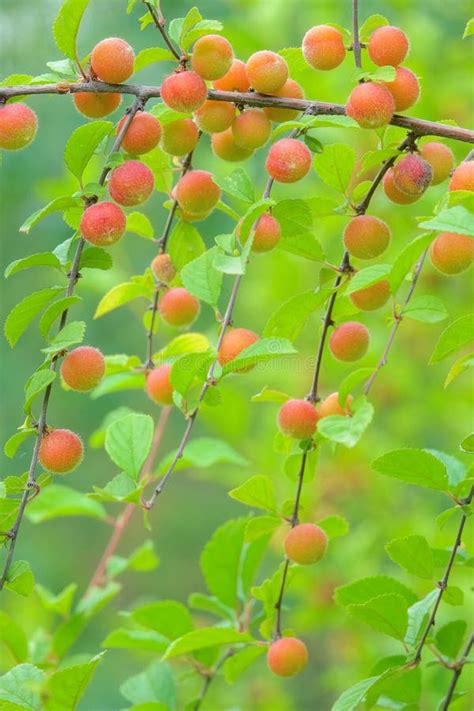 Fruits of Flowering Plum stock photo. Image of fruitery - 151936698