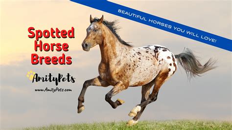 Spotted Horse Breeds [beautiful horse breeds you will love with ...