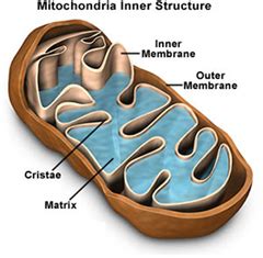 MCQ on Mitochondria