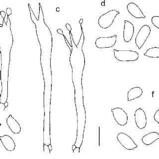 Basidia and spores of Hygrocybe salicis-herbaceae from the localities... | Download Scientific ...