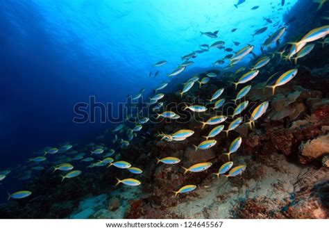 Shoal Fish Coral Reef Stock Photo (Edit Now) 124645567