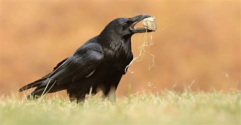 Raven Spirit Animal Symbolism and Meaning