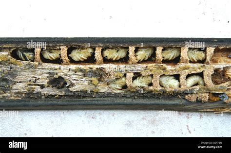 Carpenter bee, larvae nest. Xylocopa violacea. Gallery and cells excavated in wood railing ...