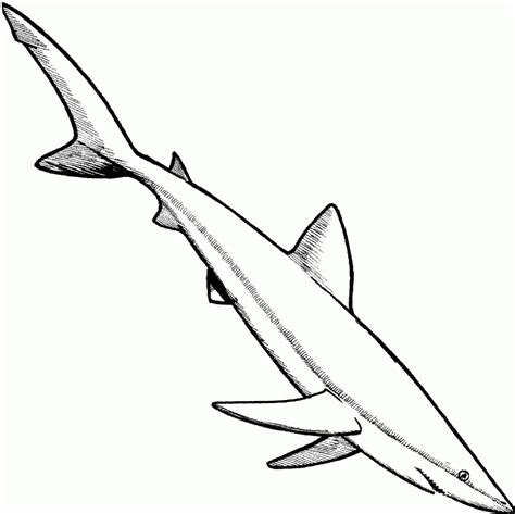 Free Printable Shark Coloring Pages For Kids