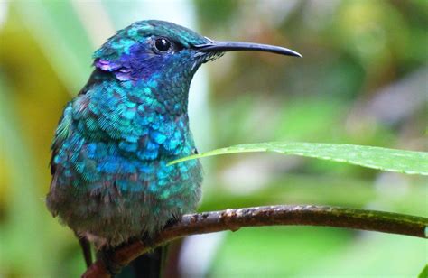 Monteverde Hummingbird Gallery - 2018 All You Need to Know BEFORE You ...