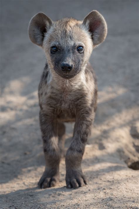 Cute Hyena Cubs