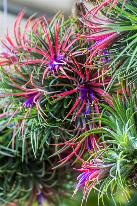 25 Air Plant Types To Grow Indoors