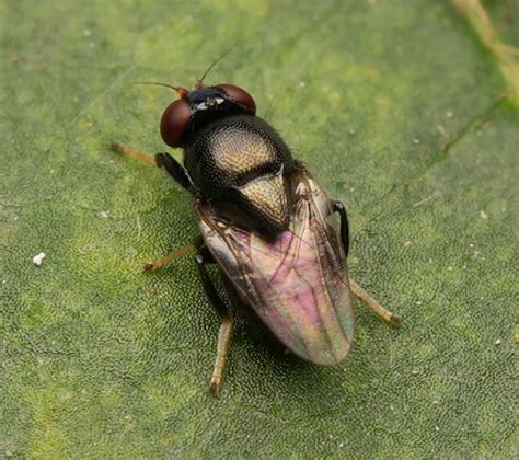 Rhodesiella yamagishii · iNaturalist