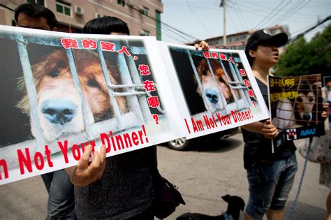 China’s Dog Meat Festival Is Again at Hand, and Opponents Are Lining Up - The New York Times