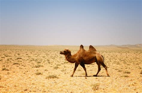 10 curiosidades sobre los camellos - Hogarmania