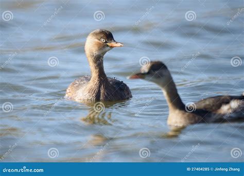 Little grebe stock image. Image of animal, birds, animals - 27404285