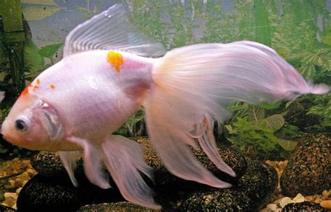 Goldfish Care - Types | Pictures | Diseases and Treatment: Veiltail ...