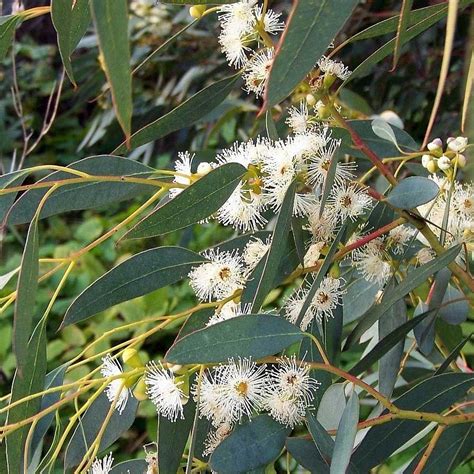 Eucalyptus – Blue Mallee (Eucalyptus polybractea) – Natural Alchemy