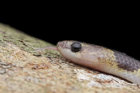 Up Close with Nature: Tropical Snakes