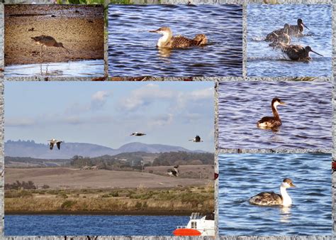 Wildlife Watching at Moss Landing in Monterey County | Sidewalk Safari ...