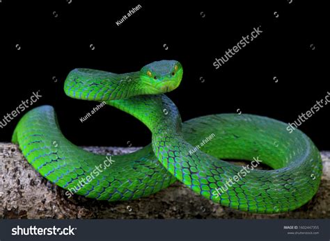 21,263 Green viper snake Images, Stock Photos & Vectors | Shutterstock