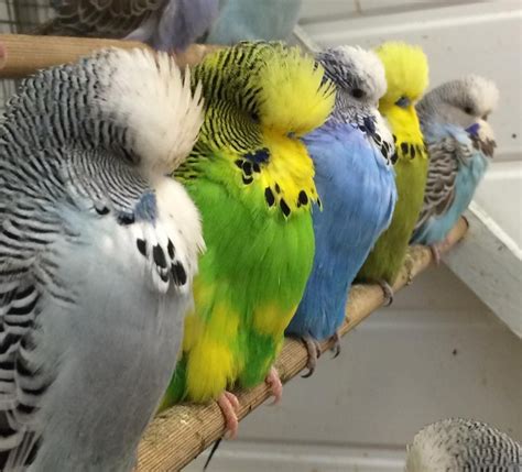 Pin on parakeet