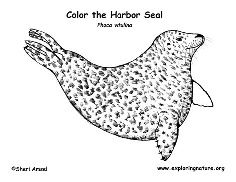 Seals Activity And Coloring Pages