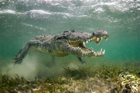 Underwater Photographer's Close up With Crocodiles | Media Drum World