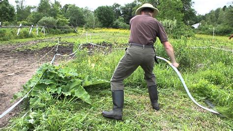 A modern Seymour Midwest Tools scythe at work! - YouTube