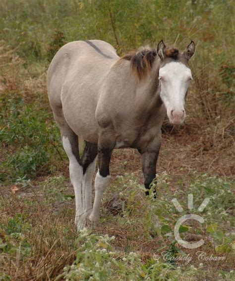 17 Best images about Grulla on Pinterest | Kansas city, American ...