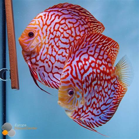 EuropaDiscusCenter.de | Discus fish, Tropical freshwater fish, Tropical ...