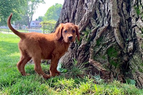 Irishtown Red Setters - Puppies For Sale