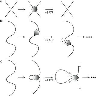 Two active (ATP-hydrolysis-powered) protein machines responsible for ...