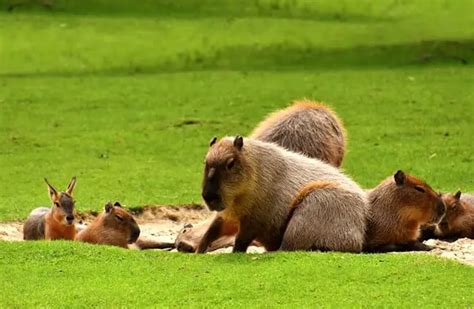 Capybara - Description, Habitat, Image, Diet, and Interesting Facts