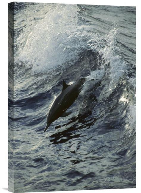 East Urban Home 'Spinner Dolphin Jumping' Photographic Print on Canvas ...