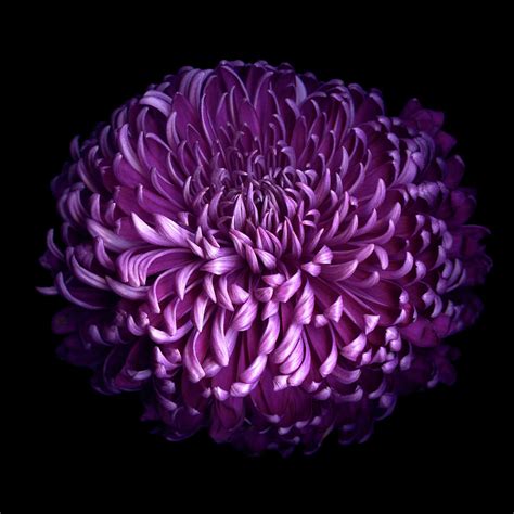 Glorious Autumn Purple Chrysanthemum Photograph by Photograph By Magda Indigo - Fine Art America