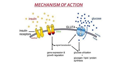 Insulin Mechanism Of Action