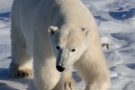 Wild Polar Bears in Churchill | Located along the shores of … | Flickr