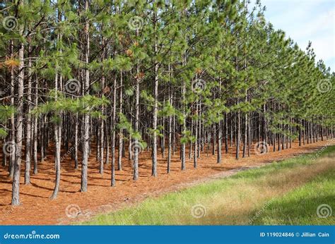 Georgia Pine Tree Pollen Season - MySts