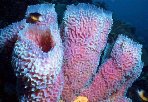 Phylum Porifera - Callyspongia plicifera