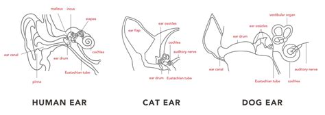 Ear Muscles Diagram - Blogger Lagi