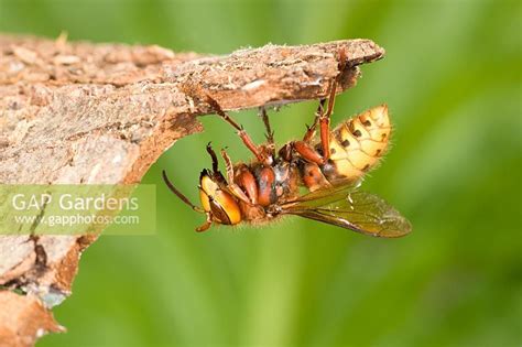 Vespa crabro - Queen... stock photo by Geoff du Feu, Image: 0080853