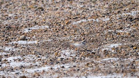 Searching for Piping Plover nesting site - Let's Go Outdoors Canada