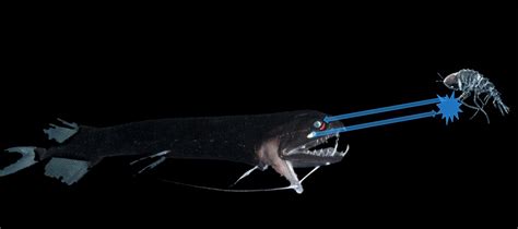 Dragonfish [IMAGE] | EurekAlert! Science News Releases