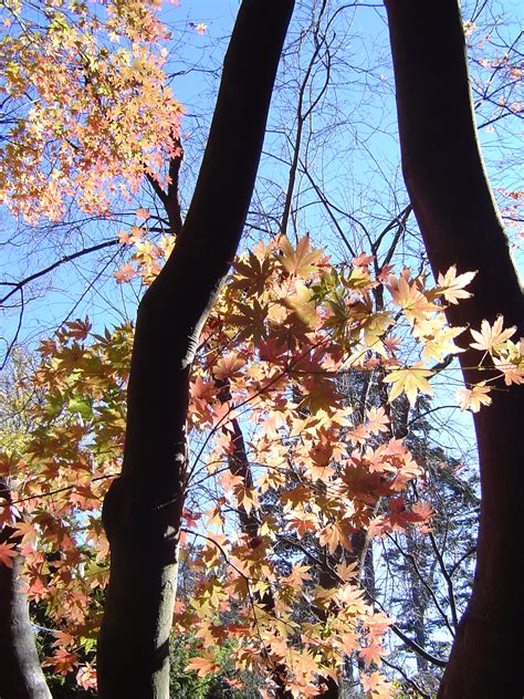 Image of autumn leaves | CreepyHalloweenImages
